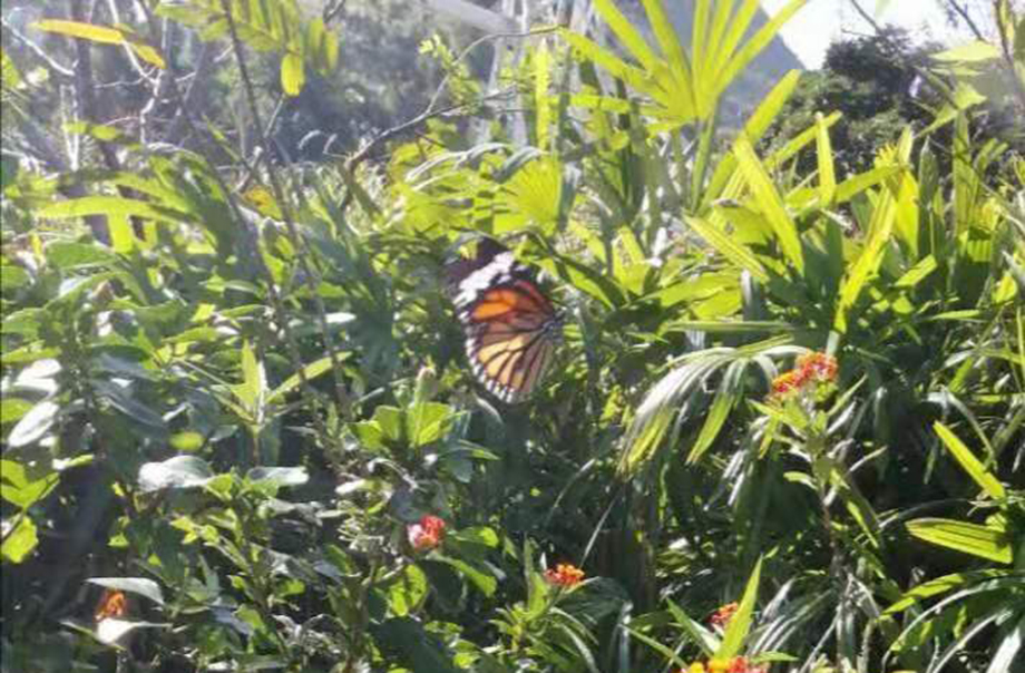 在海洋公園保育區攝到的一隻虎斑蝶。